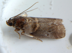 Acrobasis juglandis