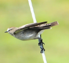 Muscisaxicola alpinus