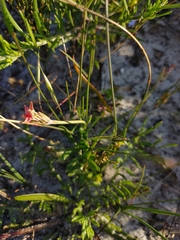 Romulea obscura subtestacea