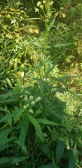 Verbesina walteri