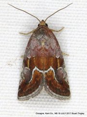 Deltote bellicula