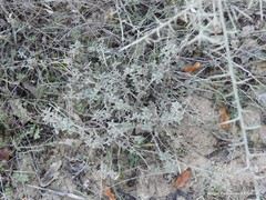 Helianthemum asperum