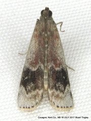Euzophera semifuneralis