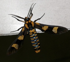 Phoenicoprocta hampsonii