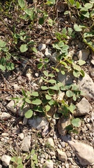 Tephrosia potosina