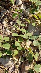 Tephrosia potosina
