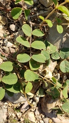 Tephrosia potosina