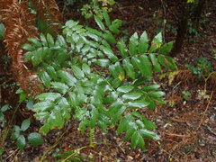 Sorbus aucuparia