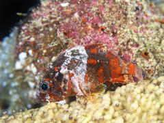 Scorpaenodes