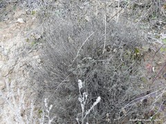 Helianthemum asperum