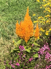 Celosia argentea plumosa