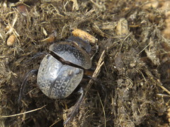 Scarabaeus cicatricosus