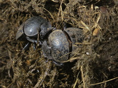 Scarabaeus cicatricosus