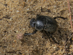 Scarabaeus cicatricosus