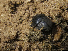 Scarabaeus cicatricosus