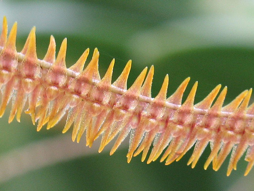 Lepanthopsis