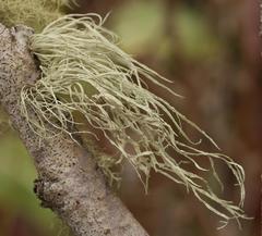 Ramalina subleptocarpha