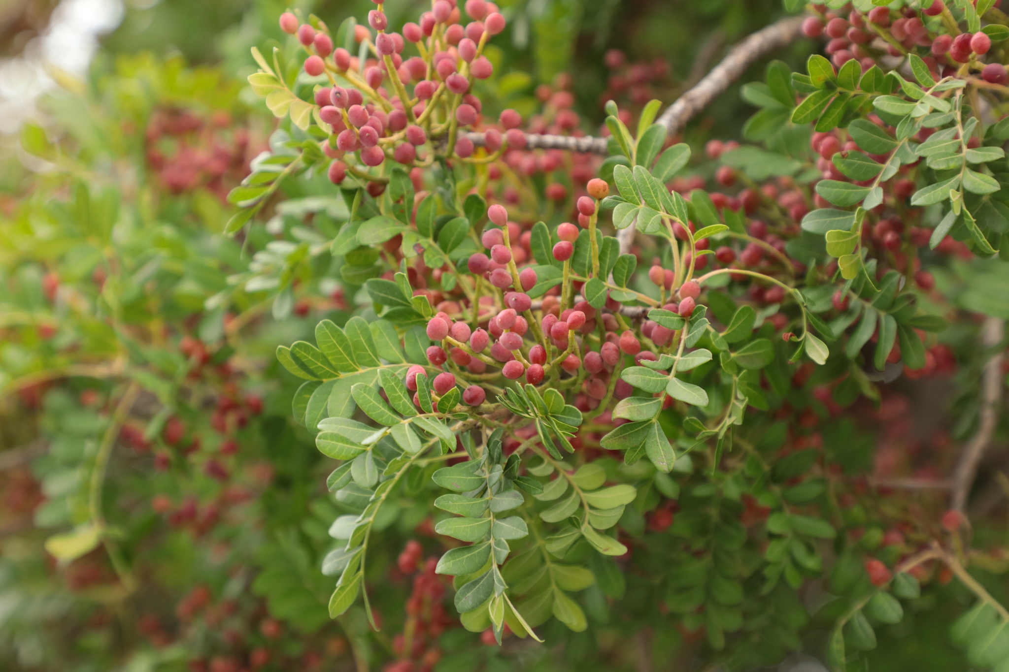 Pistacia mexicana