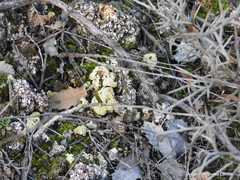 Gyalolechia desertorum