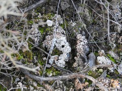 Gyalolechia desertorum