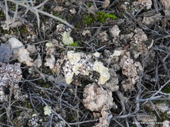 Gyalolechia desertorum