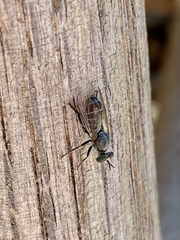 Atomosia melanopogon