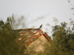 Colaptes