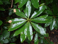 Rhododendron ponticum