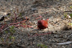 Lagonosticta rubricata