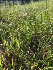 Asclepias linearis