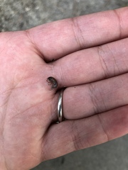 Arcitalitrus sylvaticus