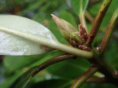 Rhododendron ponticum