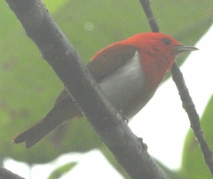 Chrysothlypis salmoni