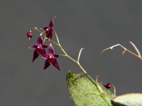 Lepanthopsis astrophora