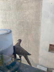 Streptopelia senegalensis