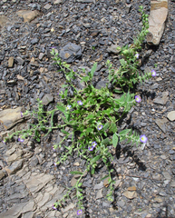 Nonea versicolor