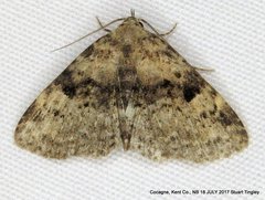 Metalectra quadrisignata