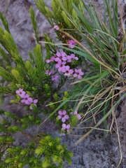 Coleonema pulchellum