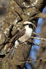 Eurocephalus ruppelli