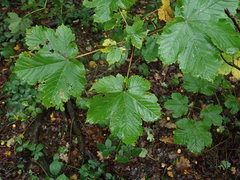 Acer pseudoplatanus