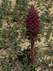 Orobanche densiflora