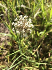 Asclepias linearis