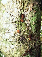 Leiobunum flavum