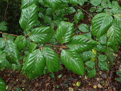 Fagus sylvatica