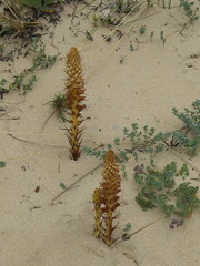 Orobanche densiflora