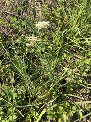 Asclepias linearis