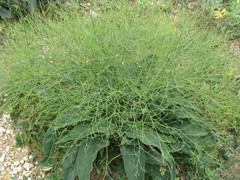 Limonium platyphyllum