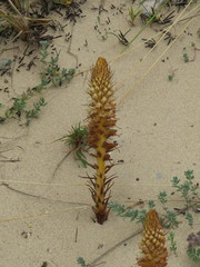 Orobanche densiflora