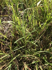 Asclepias linearis