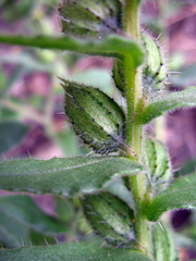 Nonea versicolor